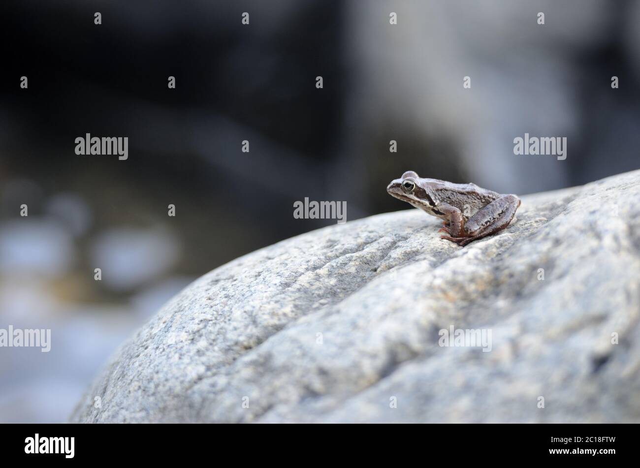 Kleiner Frosch sitzt auf einem großen Felsen und schaut in die Ferne Stockfoto