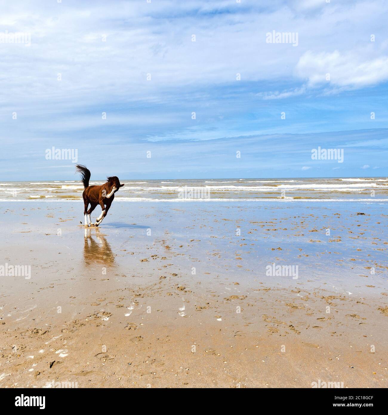Tanzendes Pferd in Holland Stockfoto