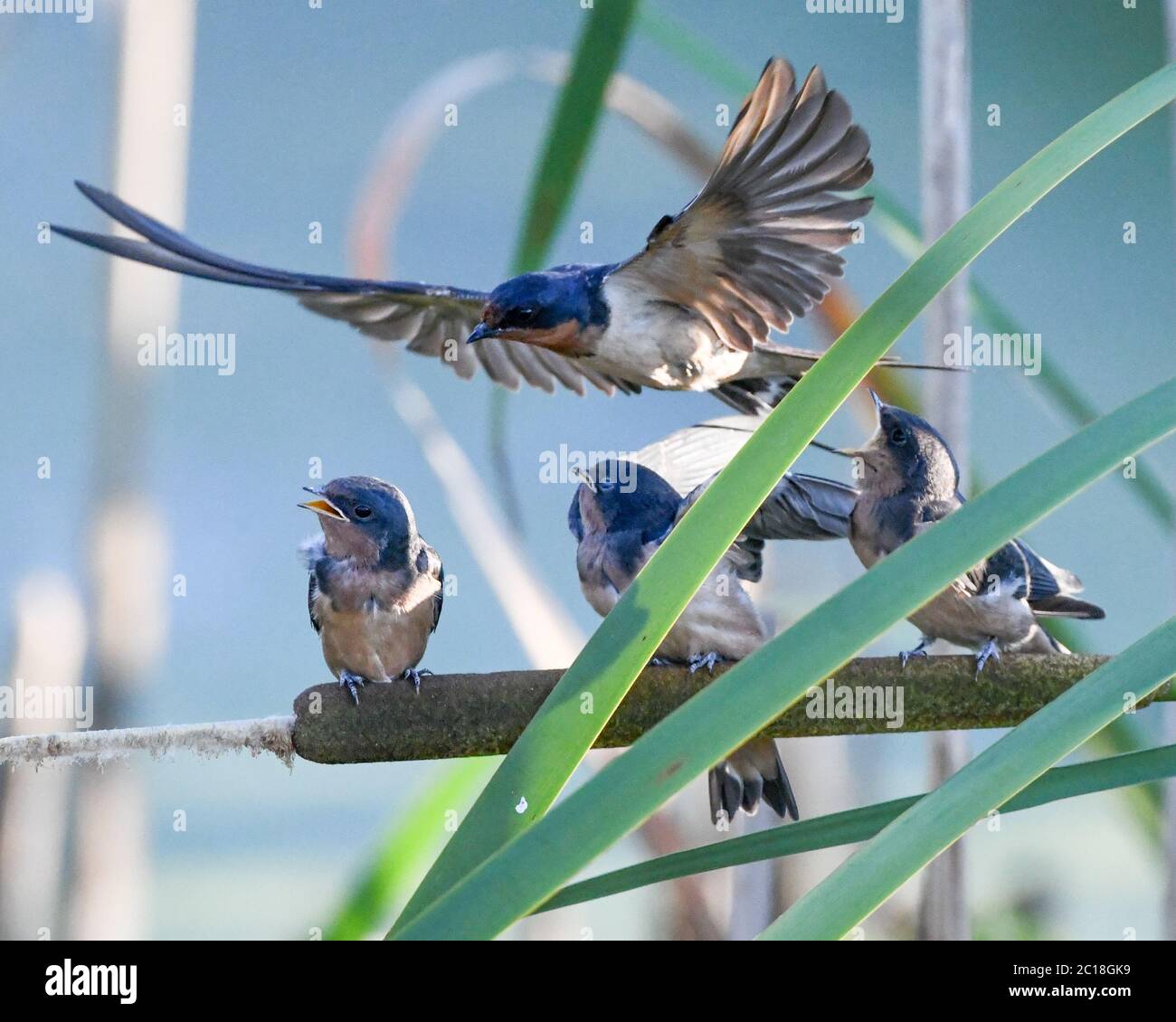 Stallschwalbe füttert Küken - Hirundo rustica - Junghungrige Schwalben auf einem Rohrkolben ( Typha ) warten auf gefüttert werden - Erwachsene Vogel Fütterung Jungvogel Stockfoto