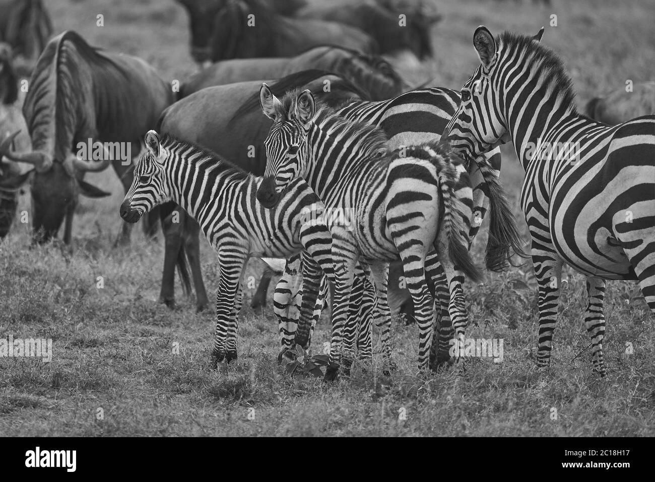 Große Migration Serengeti GNU Wildebeest Zebra Connochaetes taurinus Stockfoto