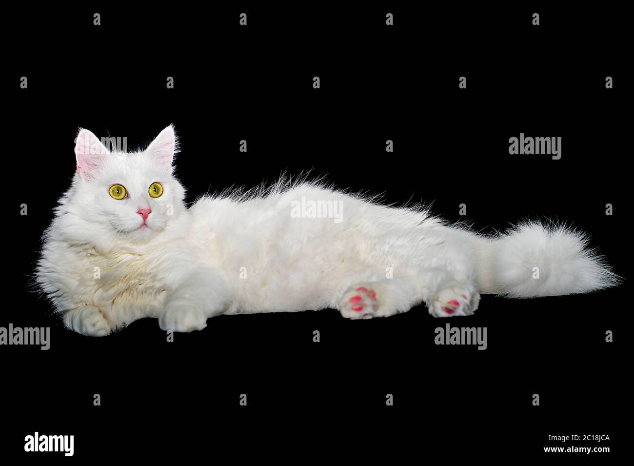 Flauschige weiße einjährige selbstgemachte Katze liegt auf einem schwarzen isolierten Hintergrund Stockfoto