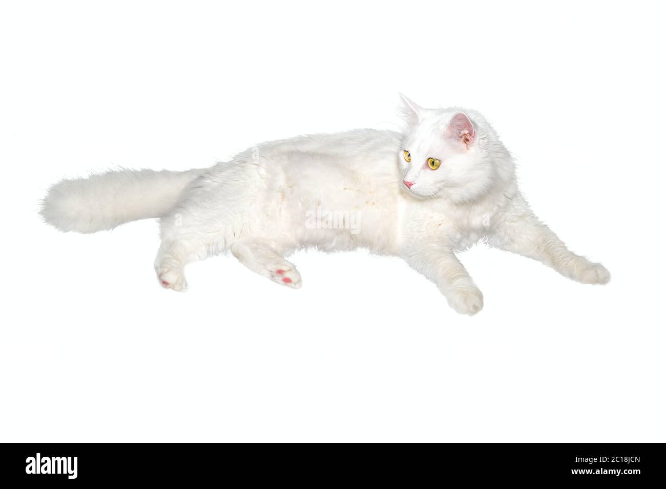 Flauschige weiße einjährige selbstgemachte Katze liegt auf einem weißen isolierten Hintergrund Stockfoto