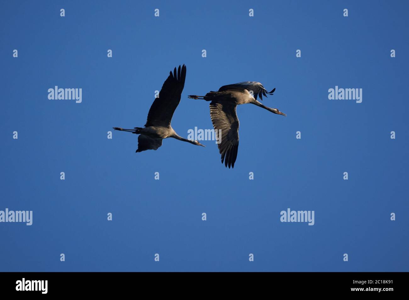 Gewöhnlicher Kran Grus grus auch eurasischer Kran im Flug Nord-Ost Deutschland Stockfoto