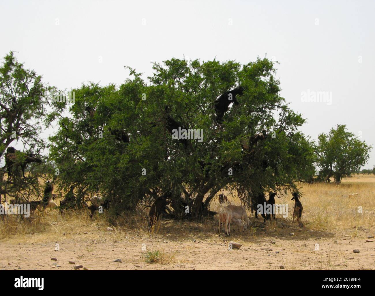 Ziegen auf dem argania Baum, Marokko Stockfoto