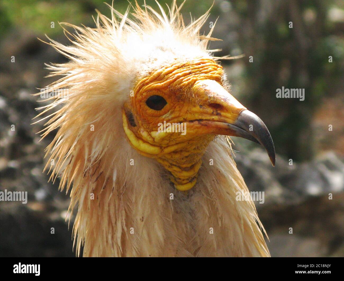 Kopf des ägyptischen Geiers Stockfoto