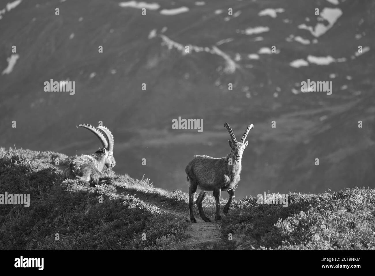 Steinbock Alpiner Steinbock Capra Steinbock Berg Schweizer Alpen Schwarz-Weiß Landschaft Stockfoto