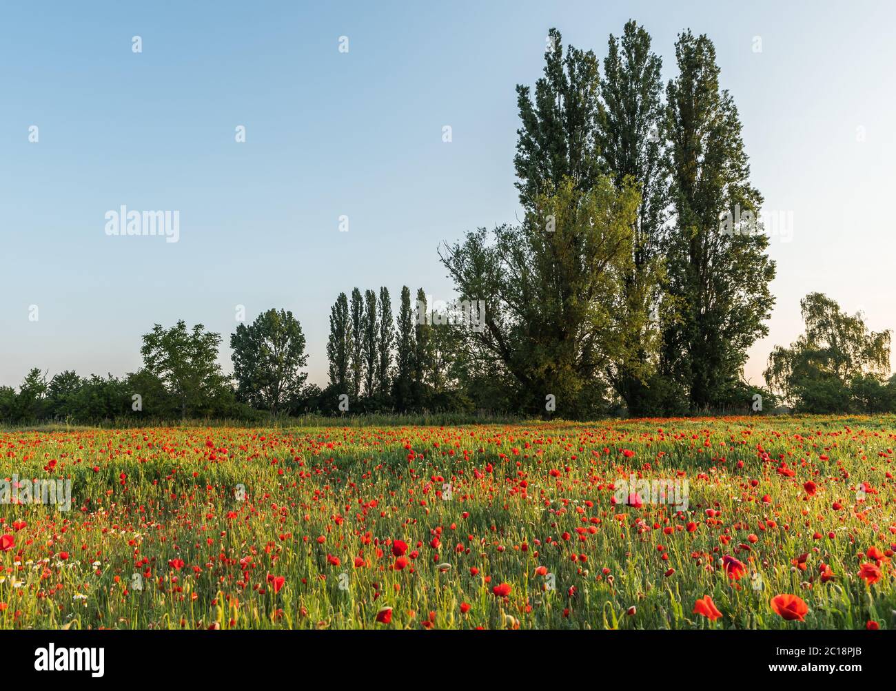 Blühendes rotes Mohnfeld mit Bäumen im Hintergrund, Hassloch, Rheinland-Pfalz, Deutschland Stockfoto