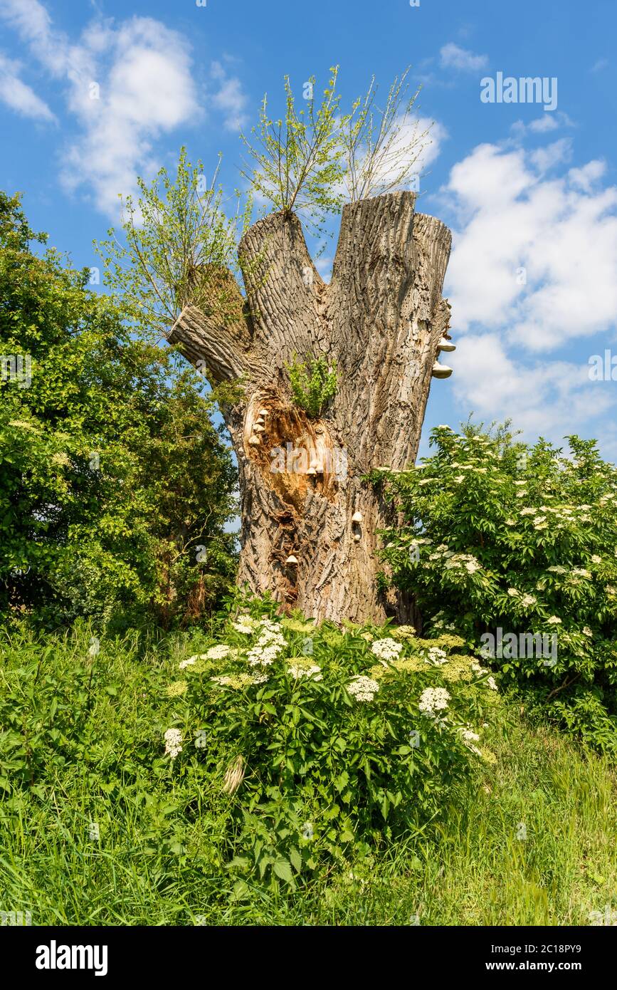 Frische grüne Triebe und Pilze wachsen auf einem alten gesägten Baum Stockfoto