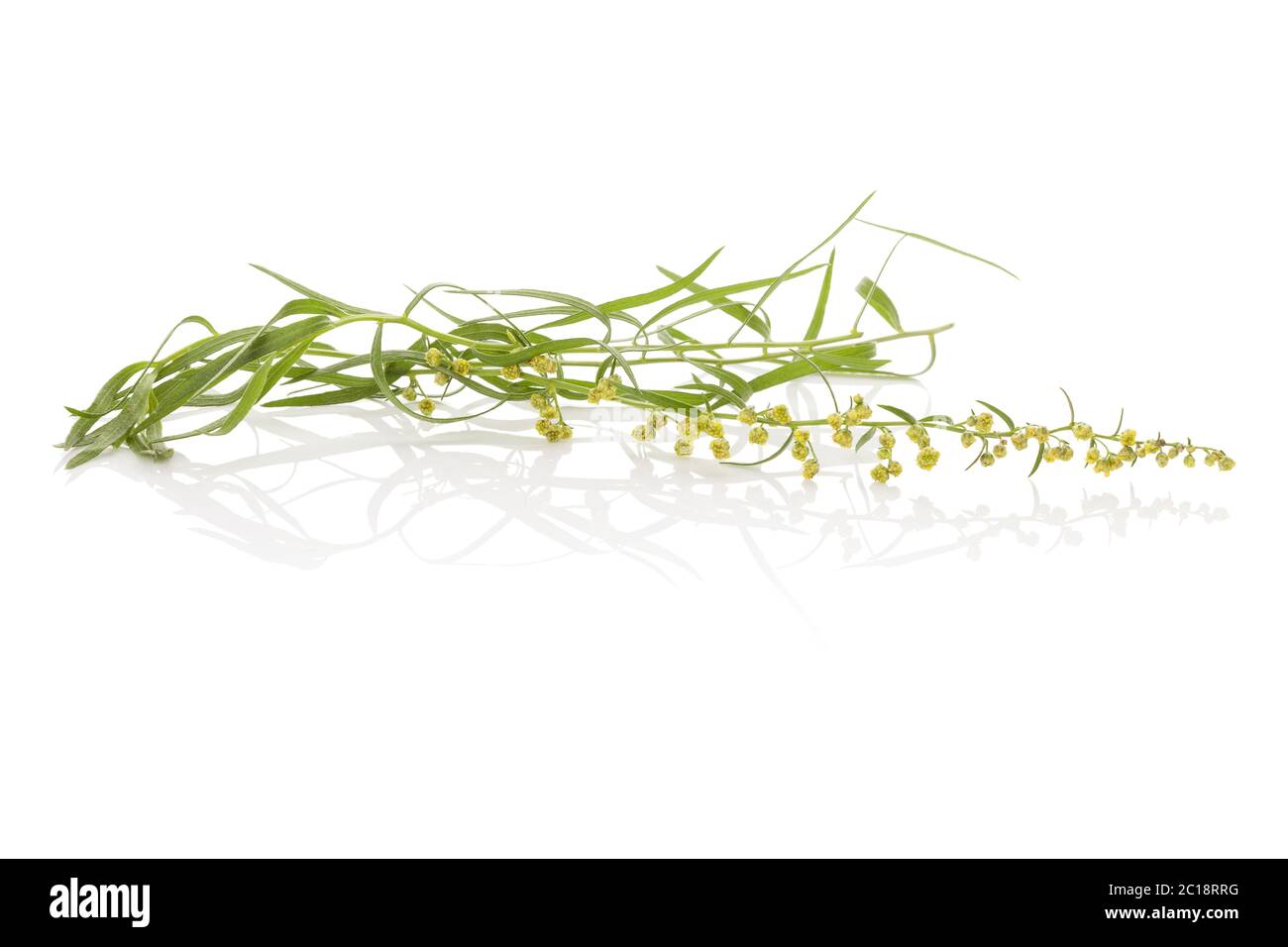 Estragon Kräuter. Artemisia dracunculus. Stockfoto