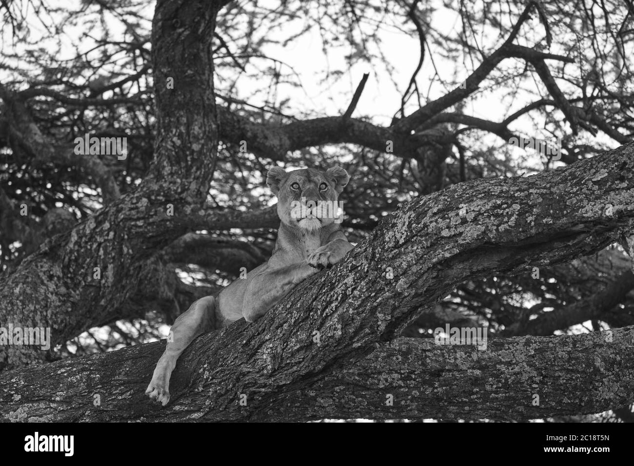 Löwin Baum Klettern Serengeti - Löwe schwarz und weiß bnw Stockfoto