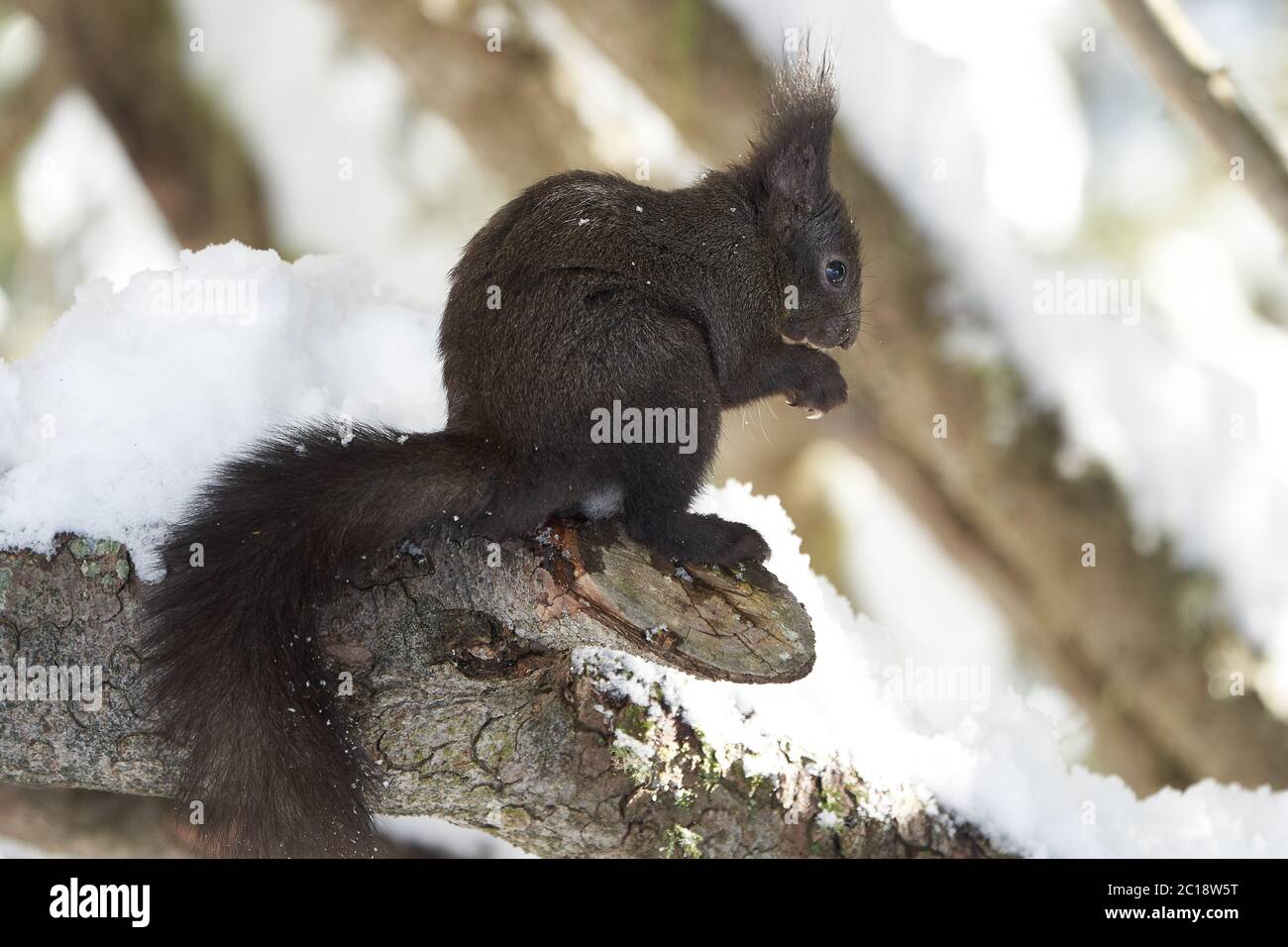 Eurasisch braun rot Eichhörnchen Sciurus vulgaris Süße Schneemutter Stockfoto