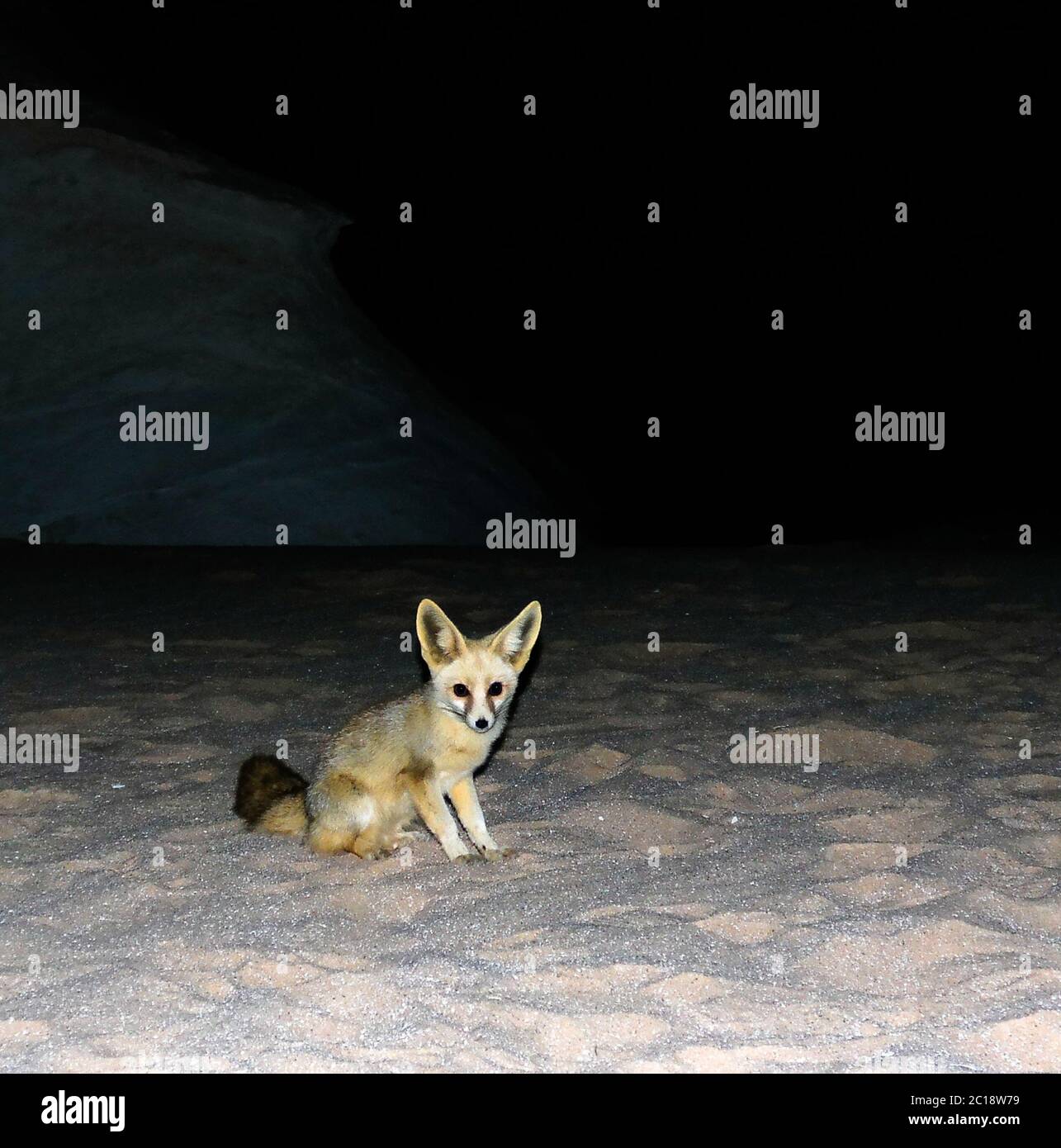 Nachtportrait des Fennec Fuchses in der Weißen Wüste, Farafra, Ägypten Stockfoto