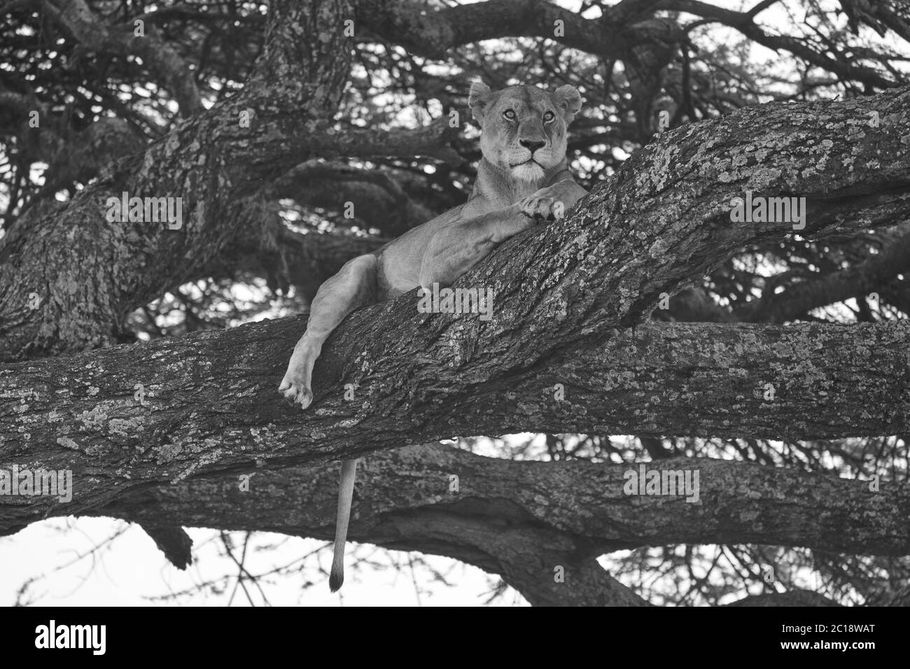 Löwin Baum Klettern Serengeti - Löwe schwarz und weiß bnw Stockfoto