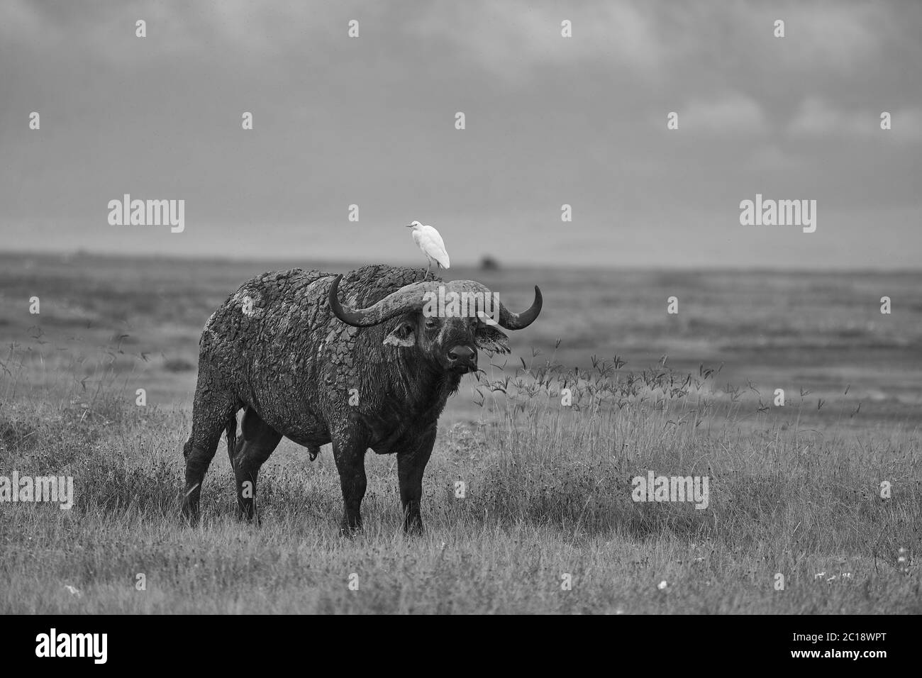 Afrikanische Wasserbüffel Serengeti - Syncerus Caffer Big Five Safari Stockfoto