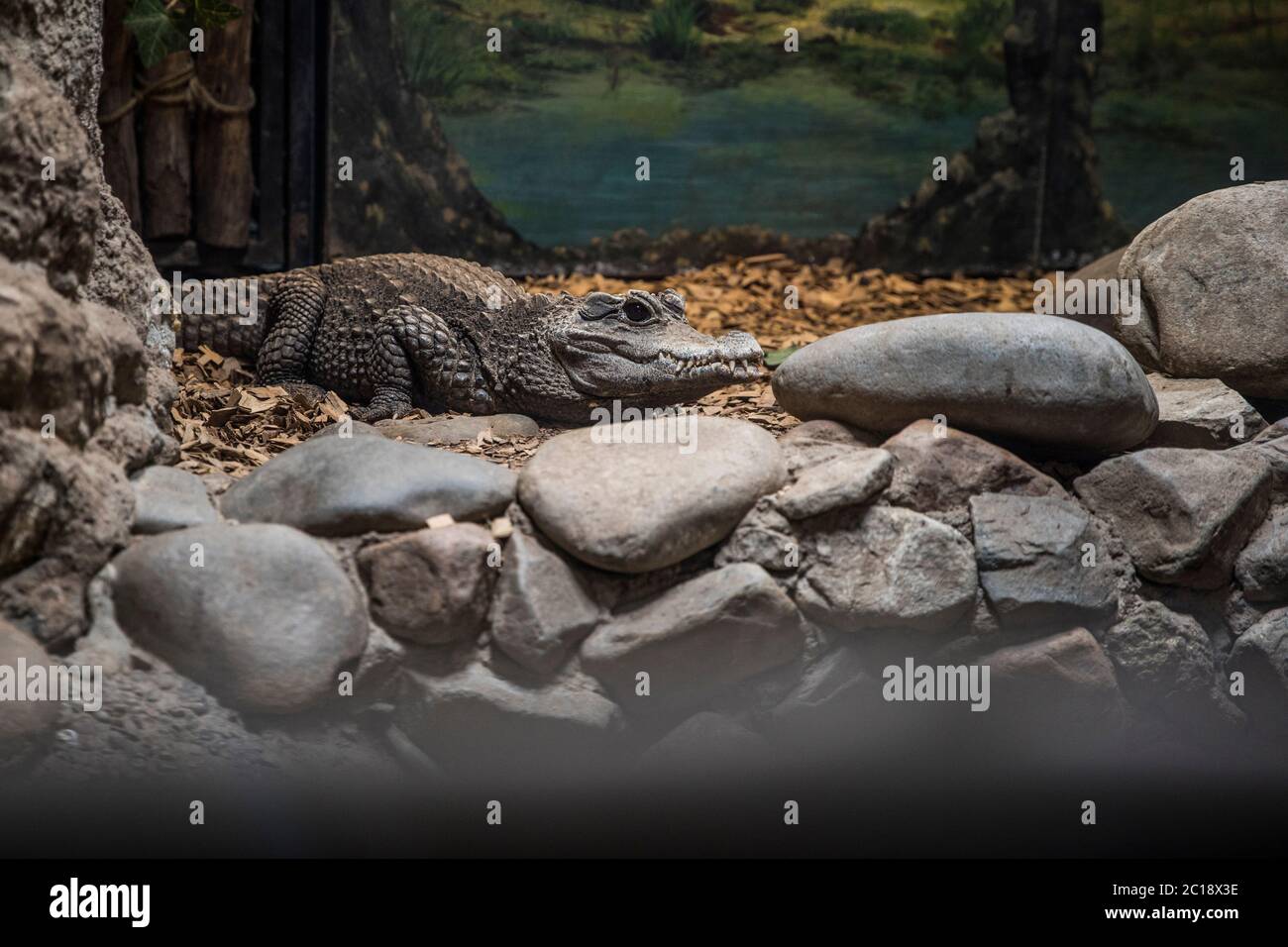 Weißer Alligator, der in der Nähe einiger Felsen ruht Stockfoto