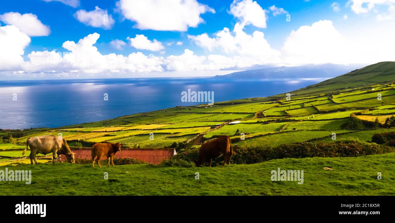 Landschaft mit landwirtschaftlichen Feldern auf der Insel Corvo, Azoren, Portugal Stockfoto