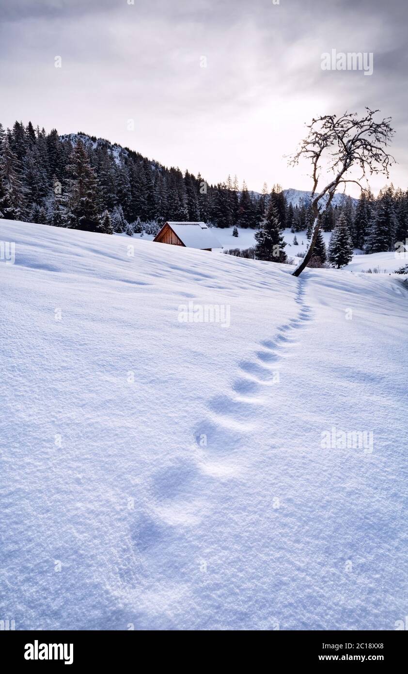 Fuchsspuren Im Schnee Stockfotos und bilder Kaufen Alamy