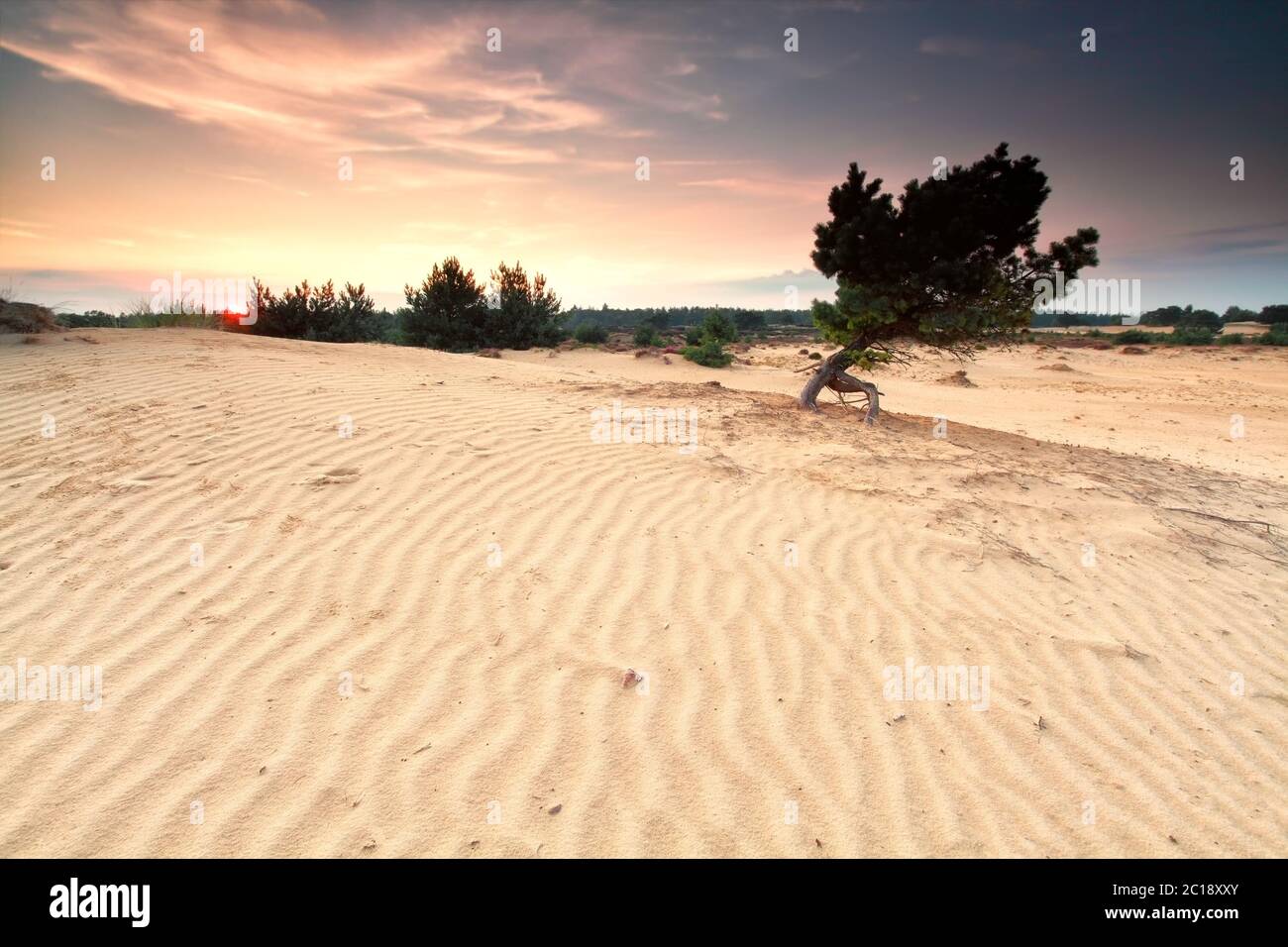Kiefer auf Sanddüne am Susnet Stockfoto