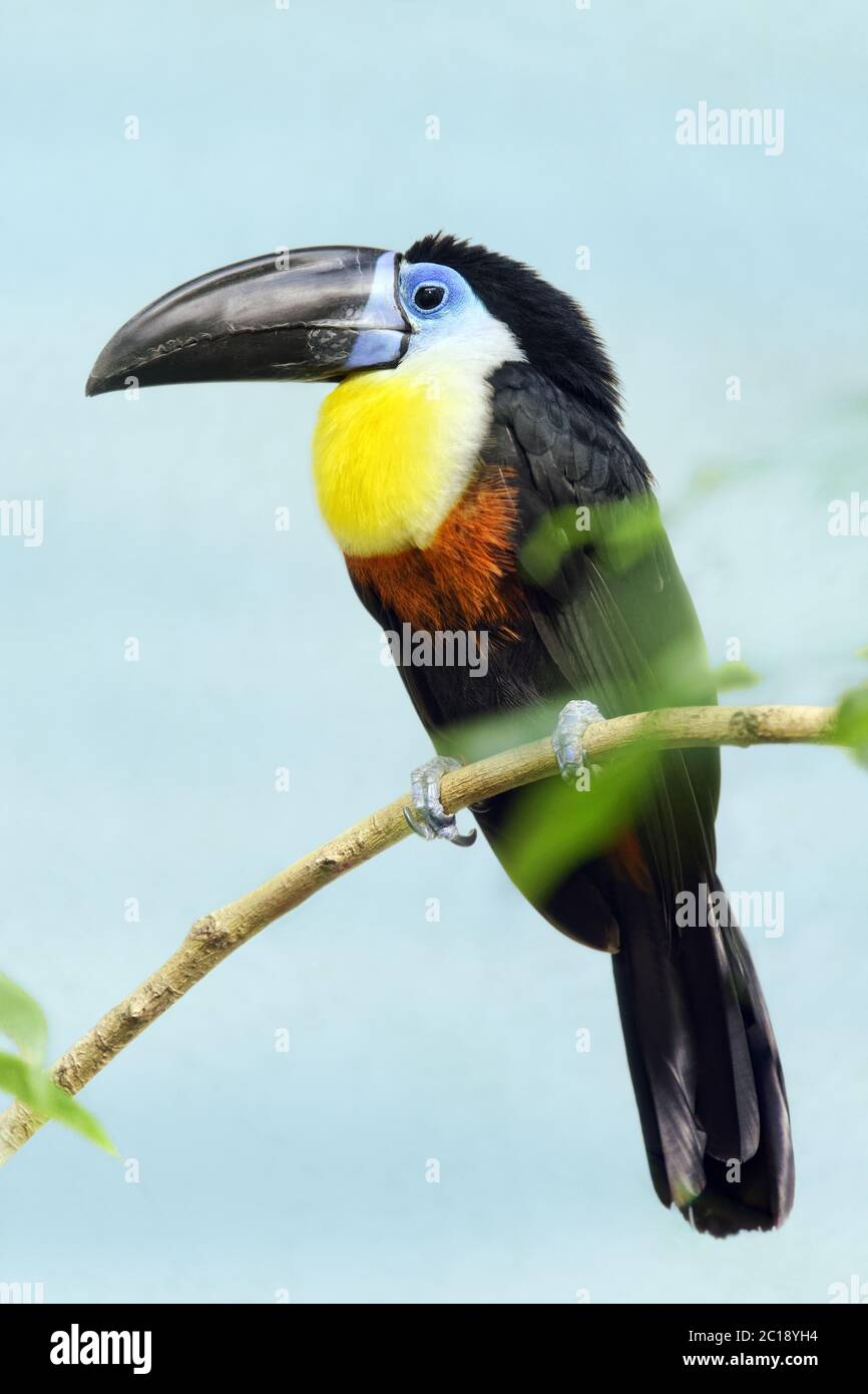 Kanallukan - Ramphastos vitellinus Stockfoto