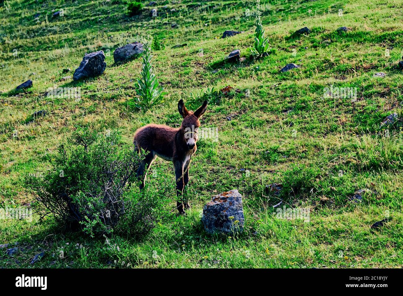 Junger Esel auf einer Alm, mit grünem Gras. Landschaft. Sommertag. Stockfoto