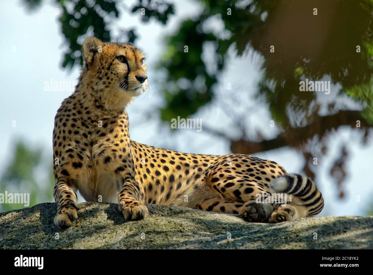 Cheetah - Acinonyx jubatus Stockfoto