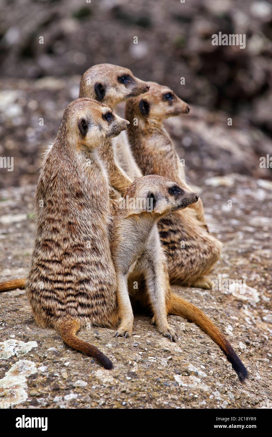 Erdmännchen / Suricates - Suricata Suricatta Stockfoto