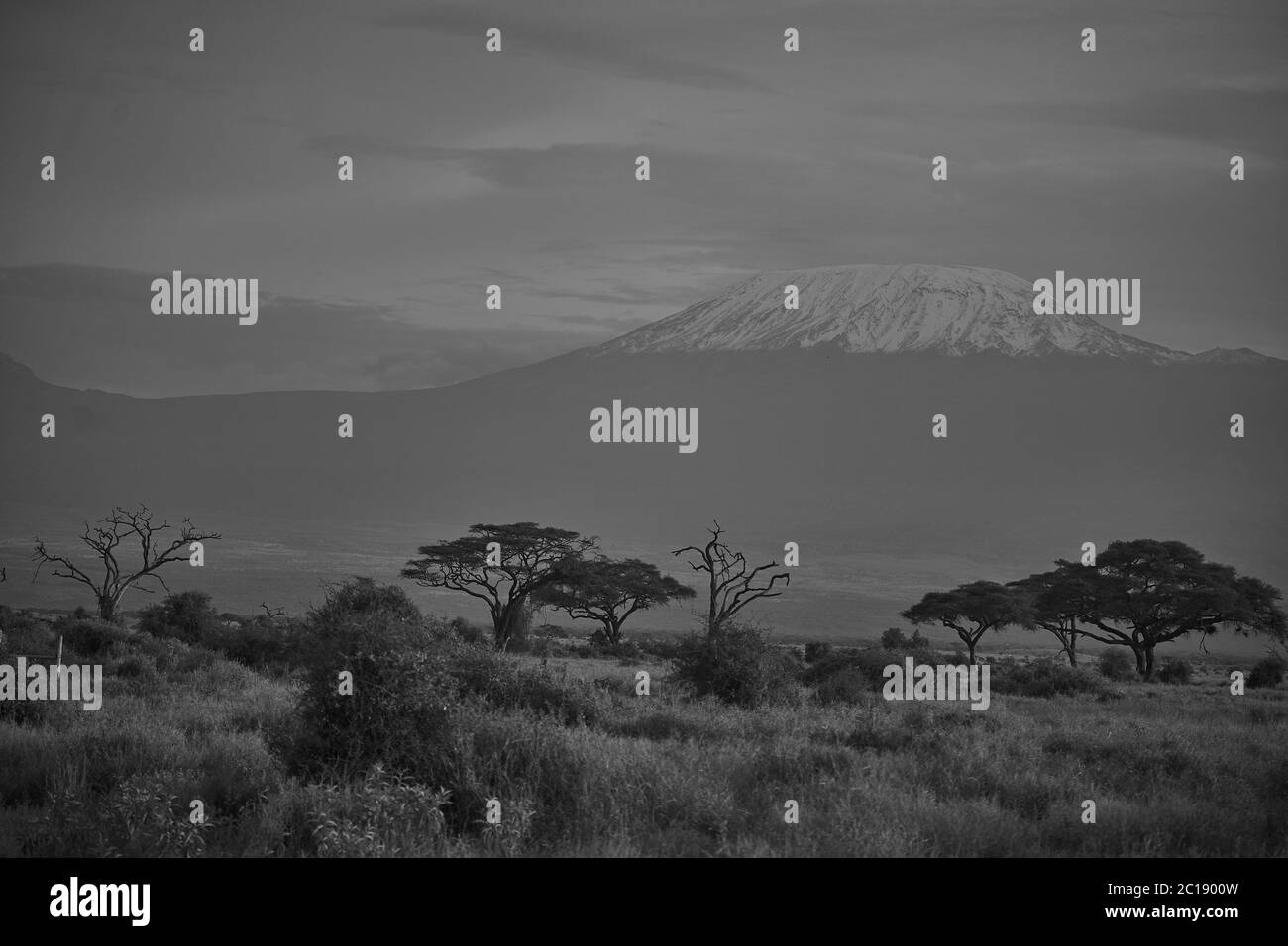 Elefantengruppe Amboseli - Big Five Safari -Kilimandscharo Afrikanischer Buschelefant Loxodonta africana Stockfoto