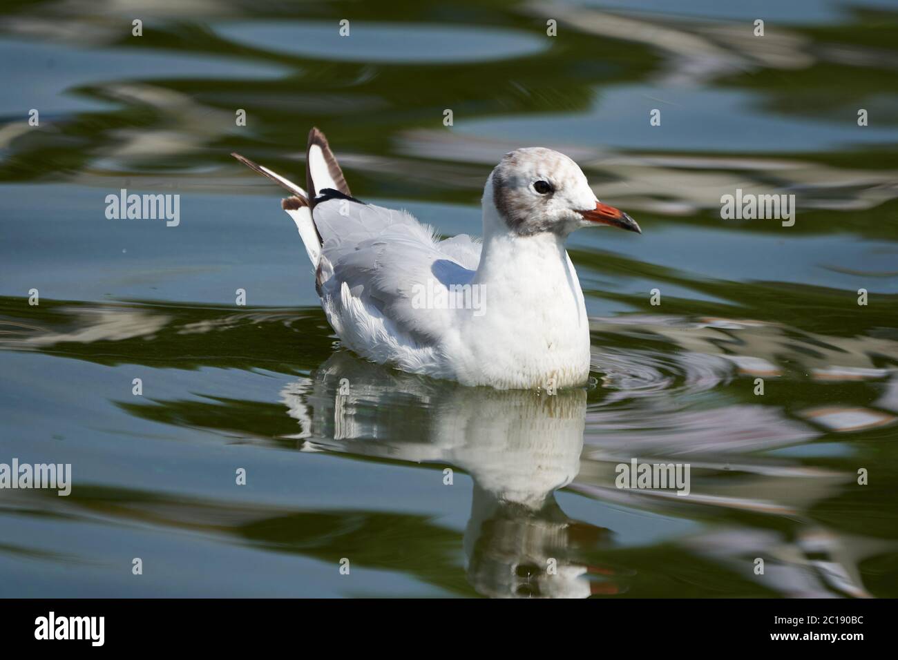 Schwarzkopfmöwe Chroicocephalus ridibundus kleine Möwe im Wasser Stockfoto