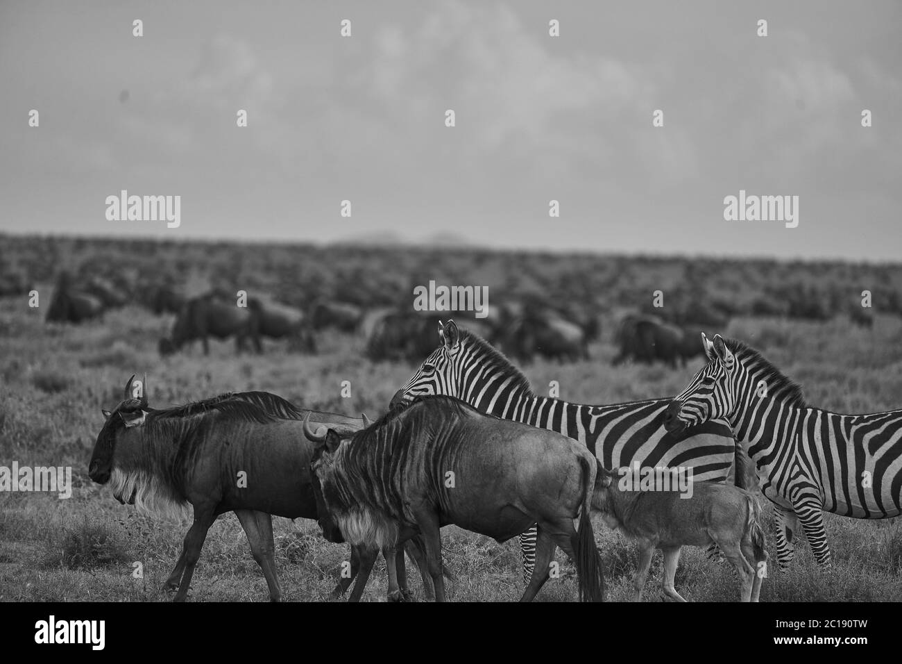 Große Migration Serengeti GNU Wildebeest Zebra Connochaetes taurinus Stockfoto