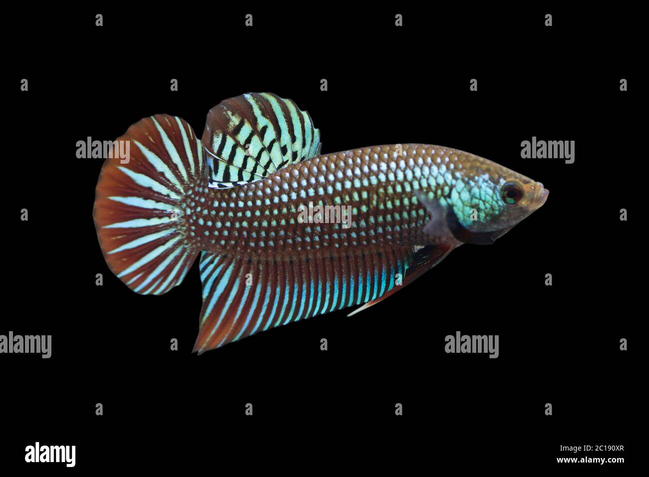 Wild Betta mahachaiensis Männlich oder Plakat Kampf Fisch splendens auf schwarzem Hintergrund. Stockfoto