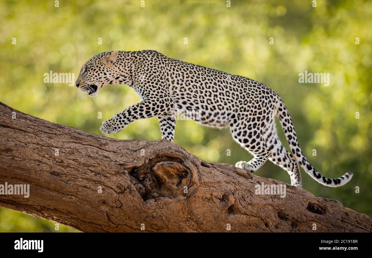 Horizontale Aufnahme einer Leopardenweibin einem Baum im Samburu Reserve in Kenia Stockfoto