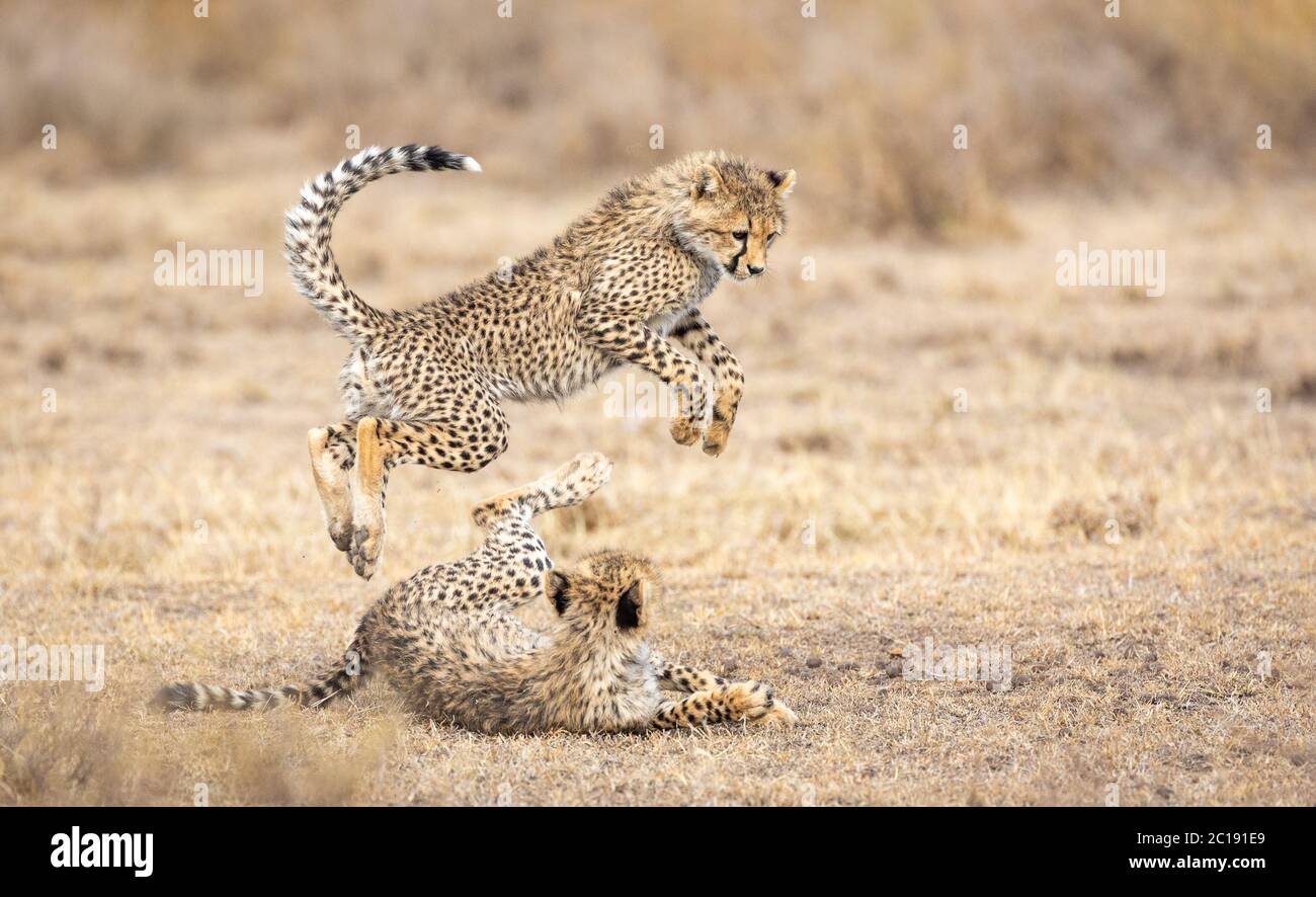 Zwei junge Geparden, die in trockenem Gras in Ndutu Tansania spielen Stockfoto