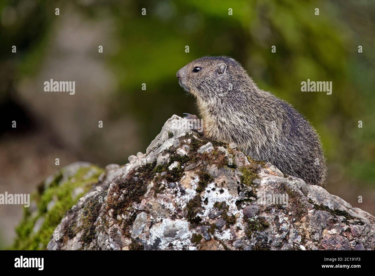 Alpine Marmot - Marmota marmota Stockfoto
