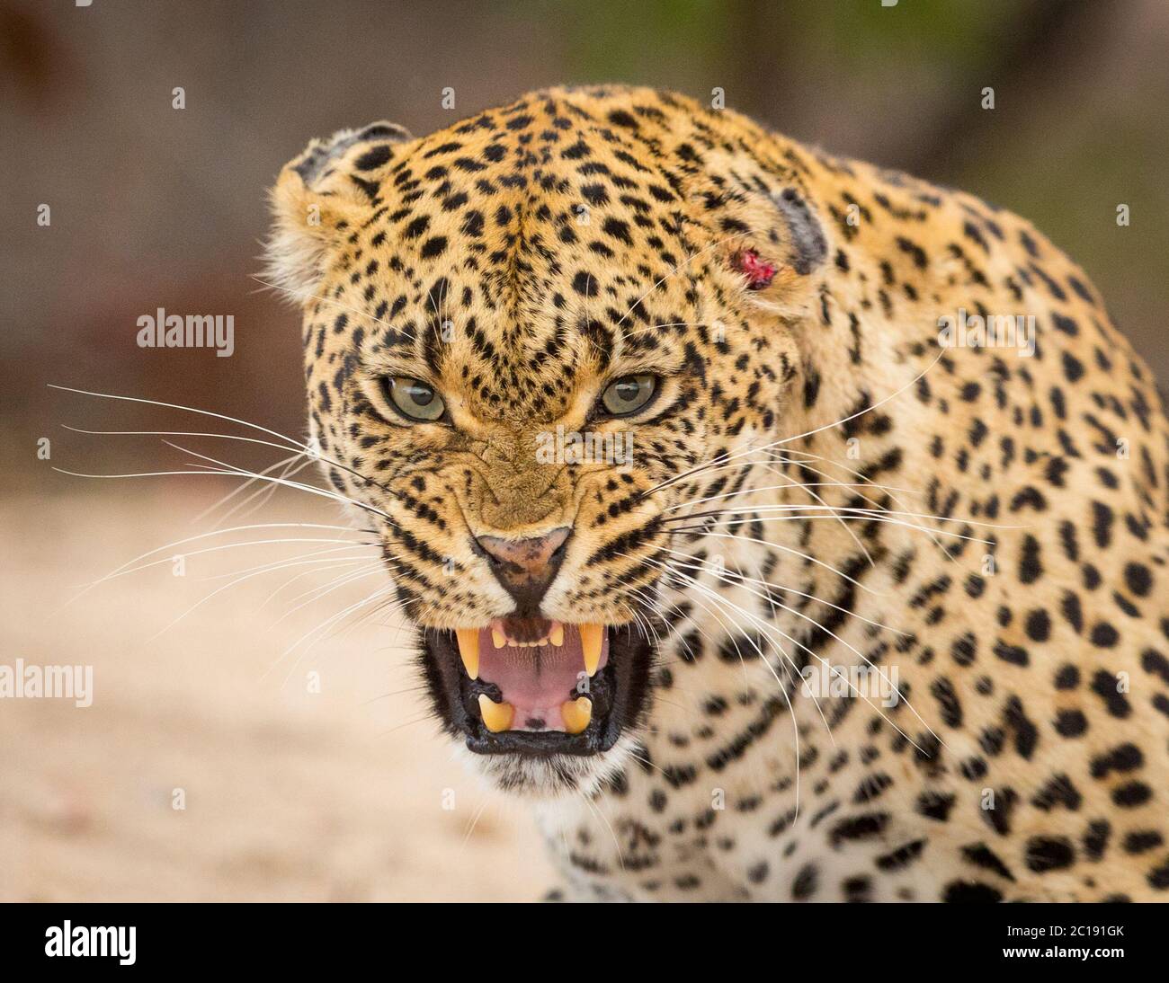 Ein erwachsenes Leopardenkopfporträt knarert gerade auf die Kamera mit einer kleinen Verletzung an der Seite des Kopfes im Kruger Park Südafrika Stockfoto