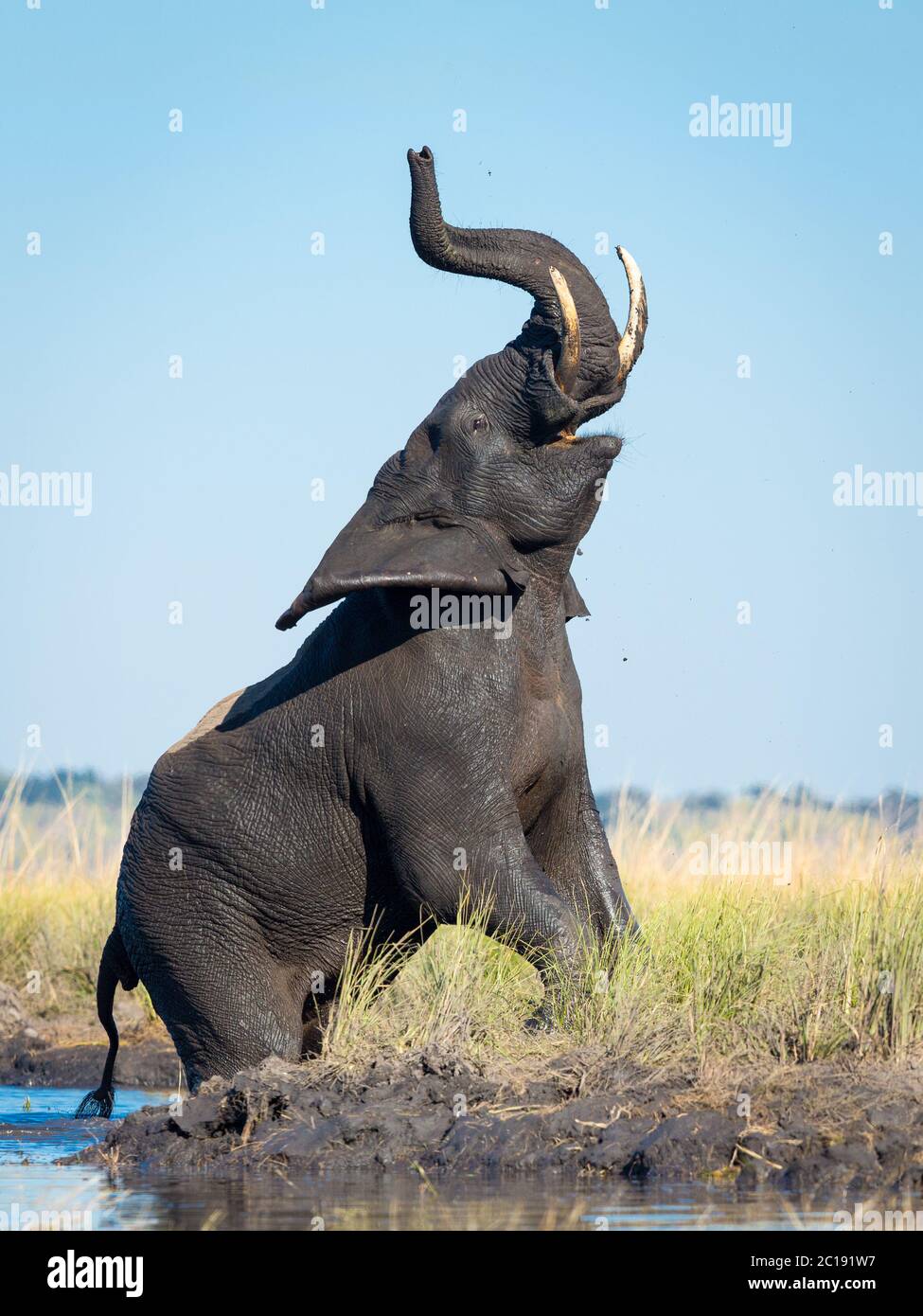 Vertikales Bild eines Elefanten, der am Rande des Chobe River steht, mit seinem Rüssel, der zum Himmel zeigt, und blauem Himmel im Hintergrund Stockfoto