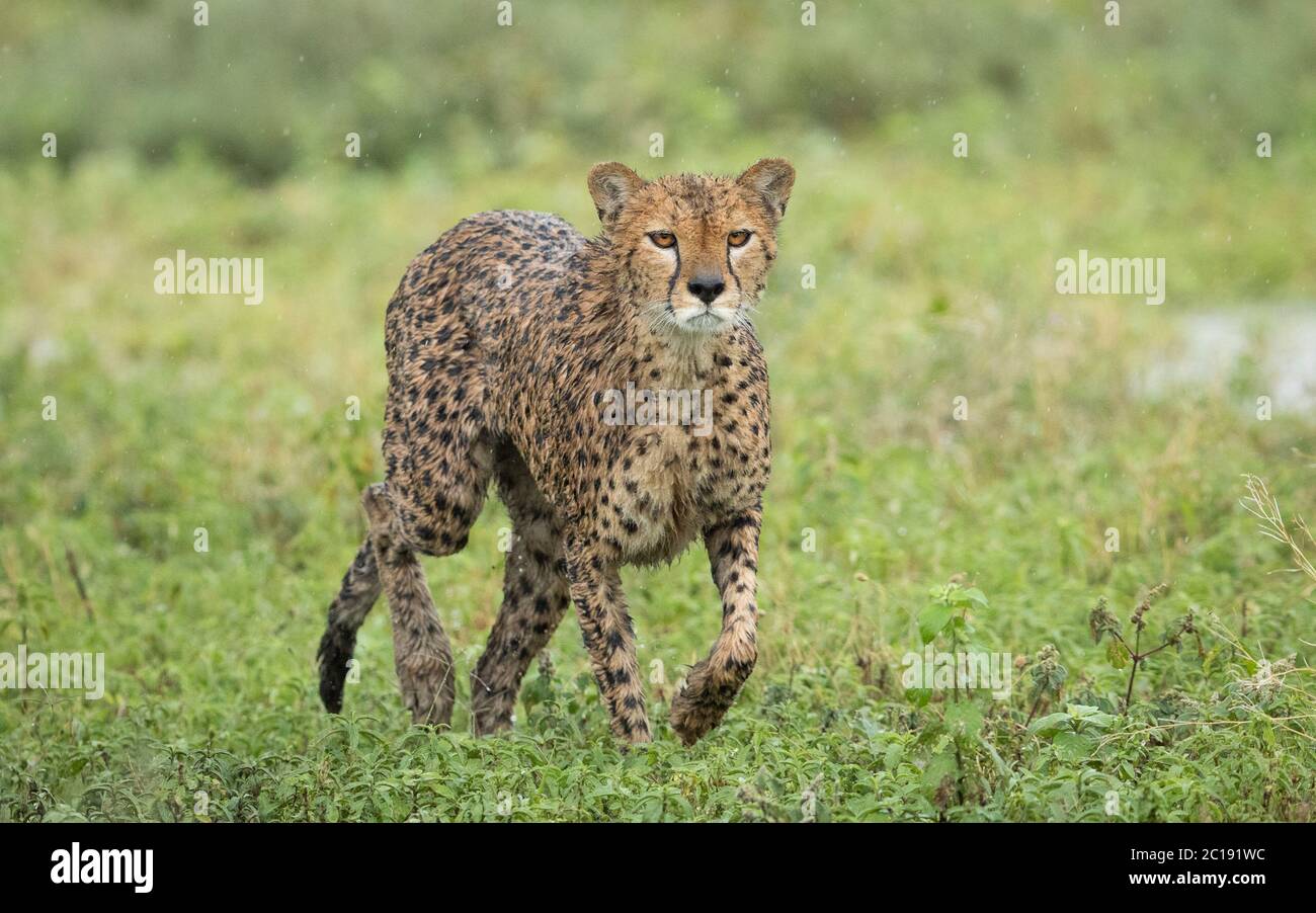 Ein nassaussehender Gepard, der im Regen in Ndutu Tansania läuft Stockfoto