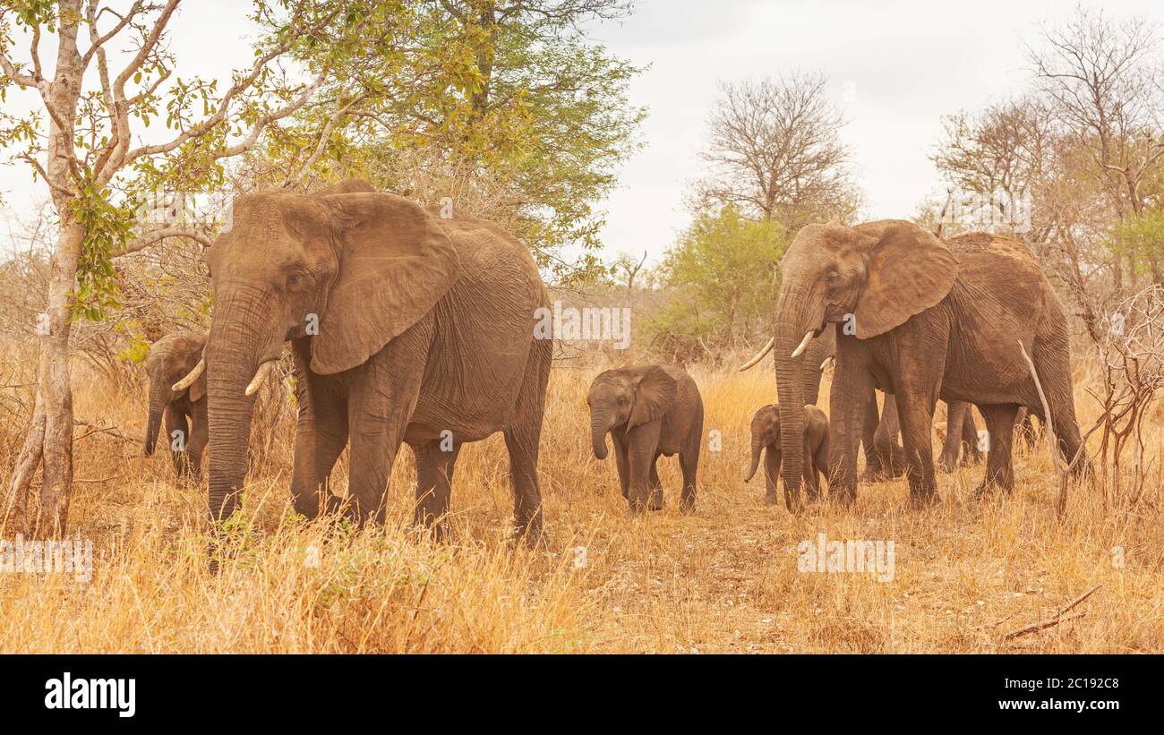 Eine Brutherde weiblicher Elefanten mit ihren Jungen im Krüger Nationalpark in Südafrika. Stockfoto