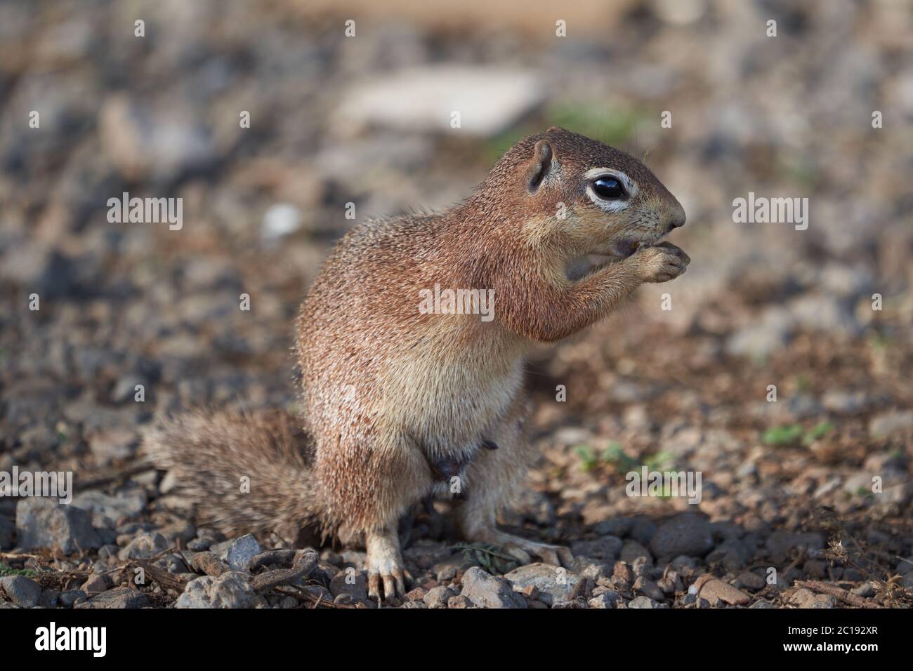 Ungestreiftes Erdhörnchen Xerus rutilus Amboseli National Park - Afrika Essen sitzen Stockfoto