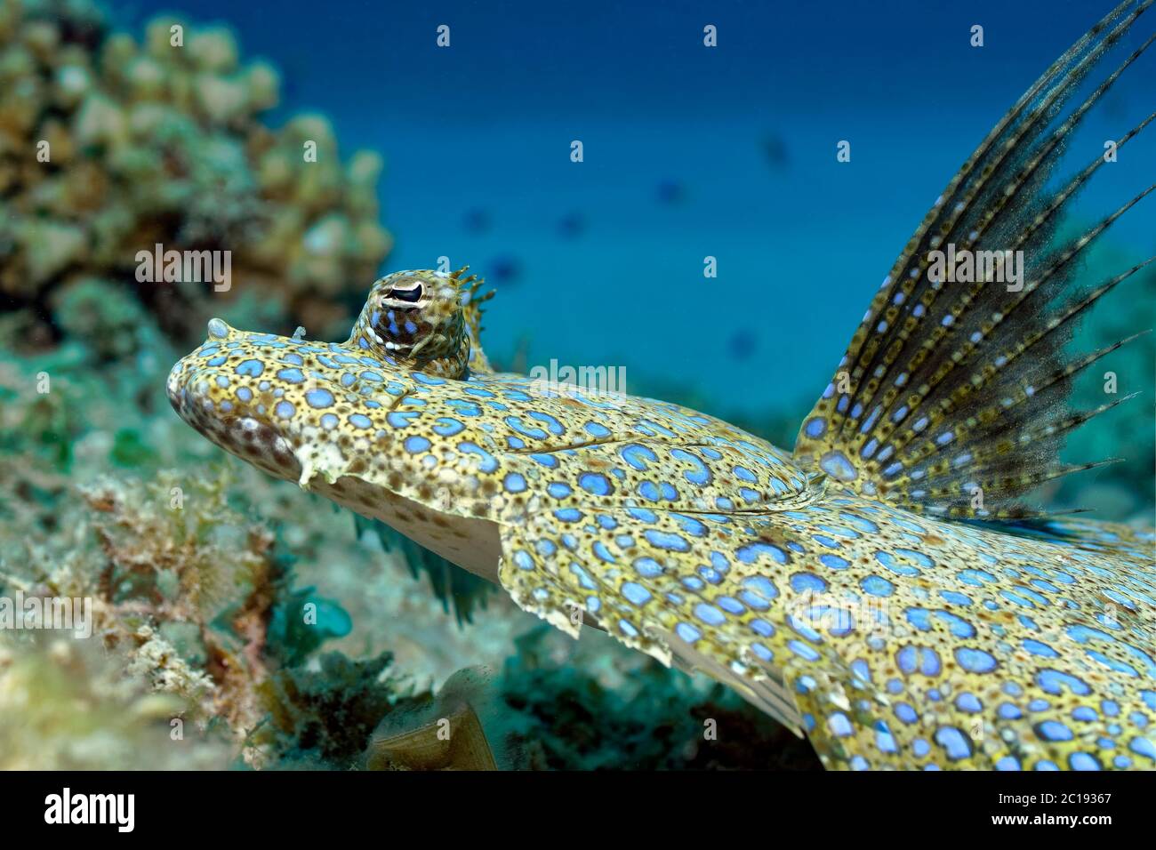 Pfauenflunder - Bothus mancus Stockfoto