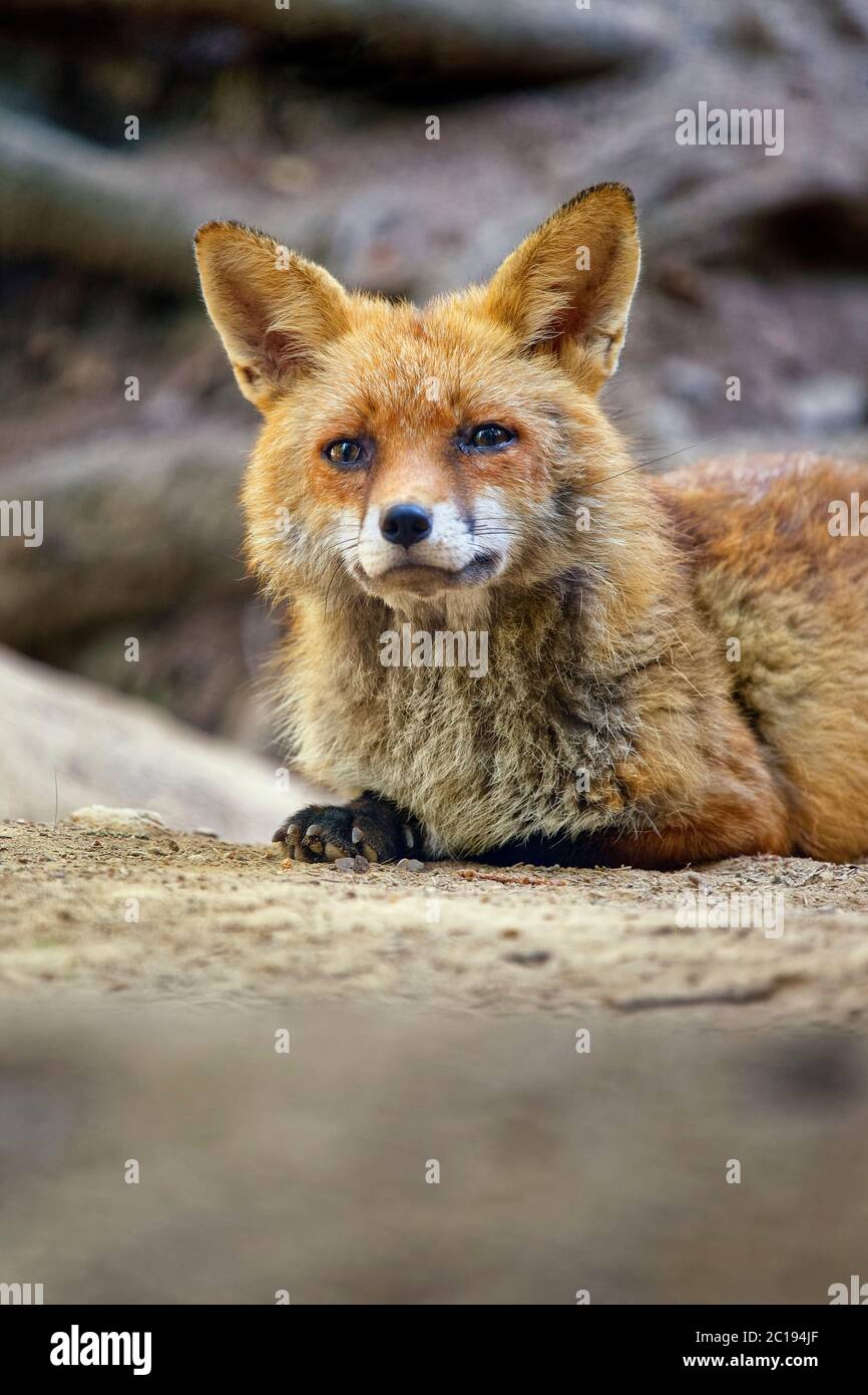 Rotfuchs - Vulpes vulpes Stockfoto