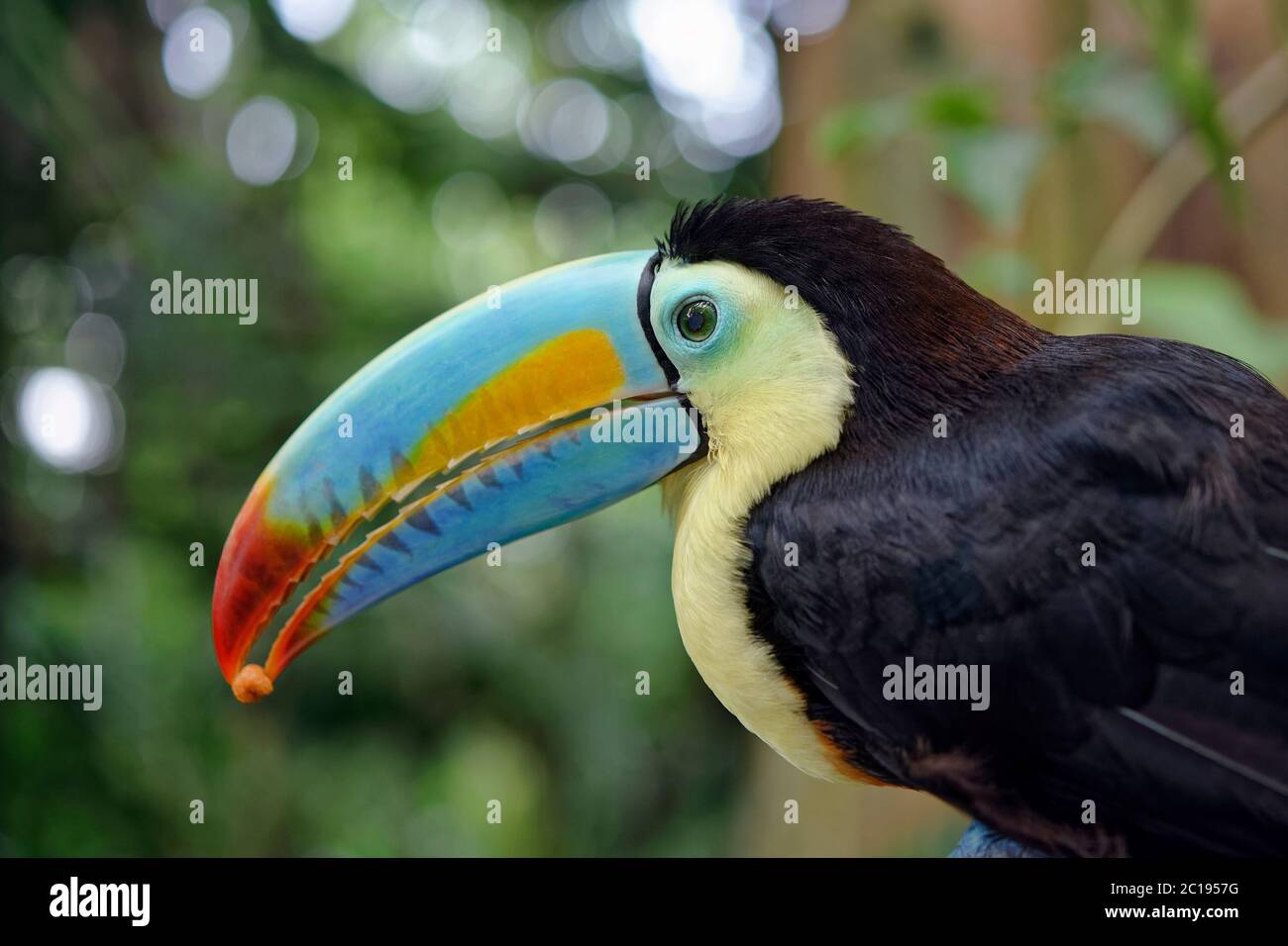 Kielschnabel-Toucan - Ramphastos sulfuratus Stockfoto