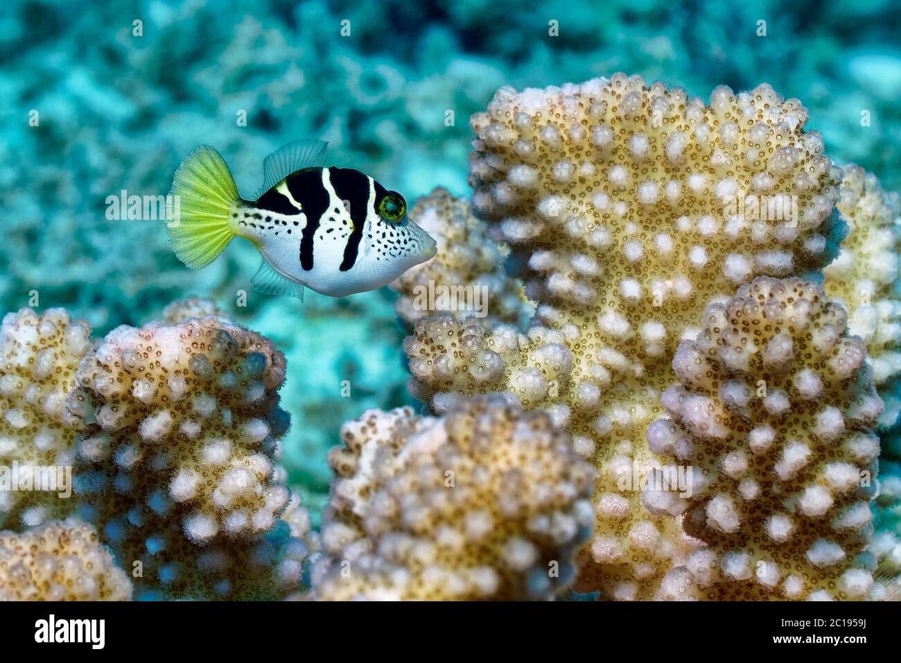 Junger Schwarzsattelfilefisch / Mimic Filefish - Paraluteres prionurus Stockfoto