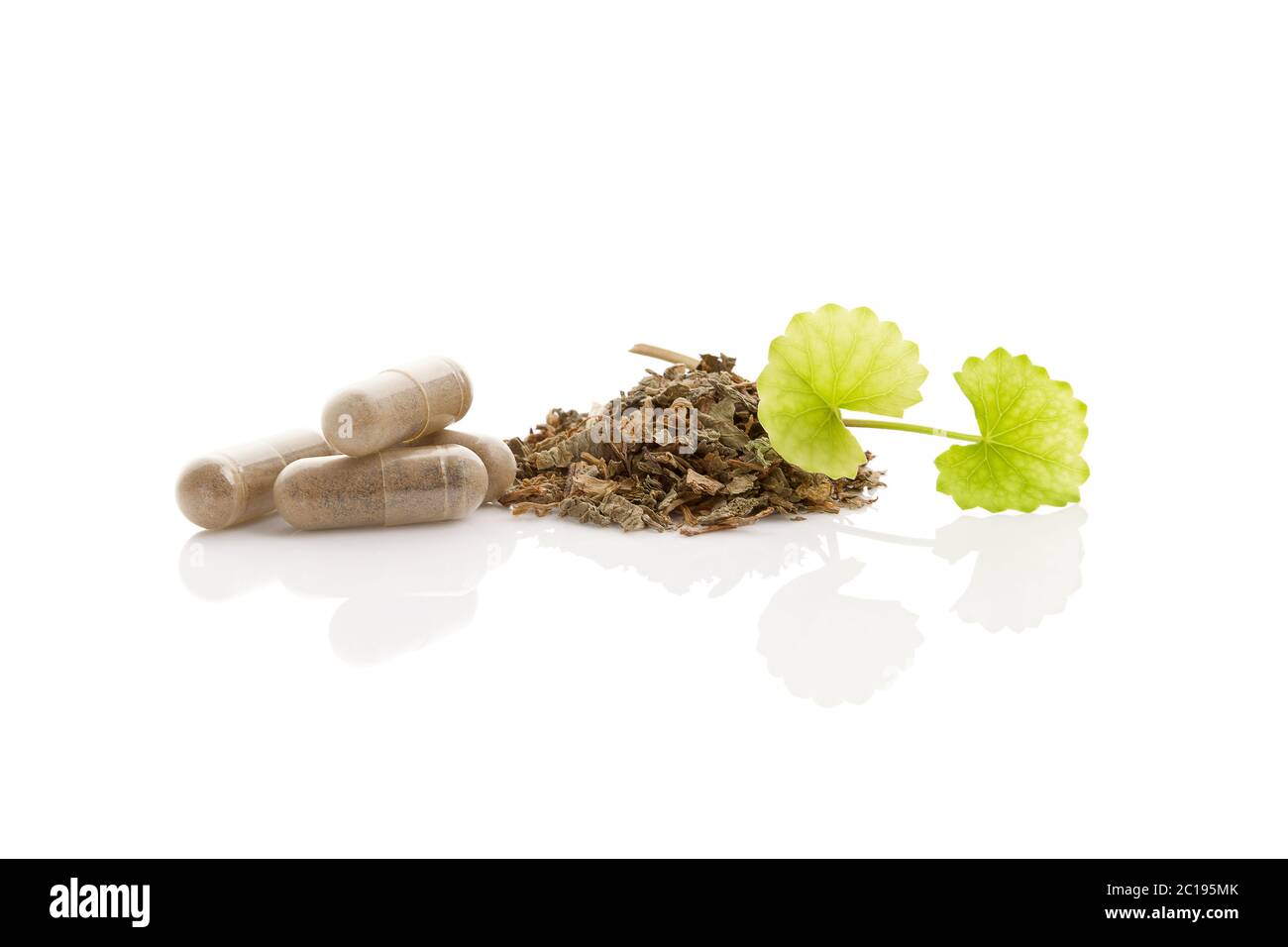 Gotu Kola. Natürliches Heilmittel. Stockfoto