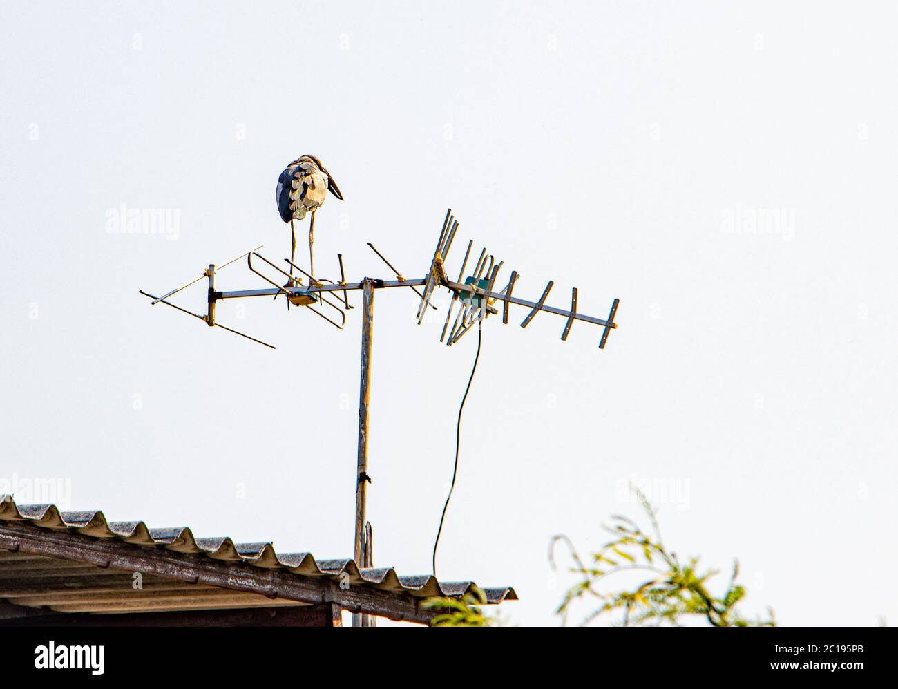 Großer Vogel, der auf einer Dachantenne in den Tropen steht. Marabou Entspannen Sie sich auf einer Antenne. Stockfoto