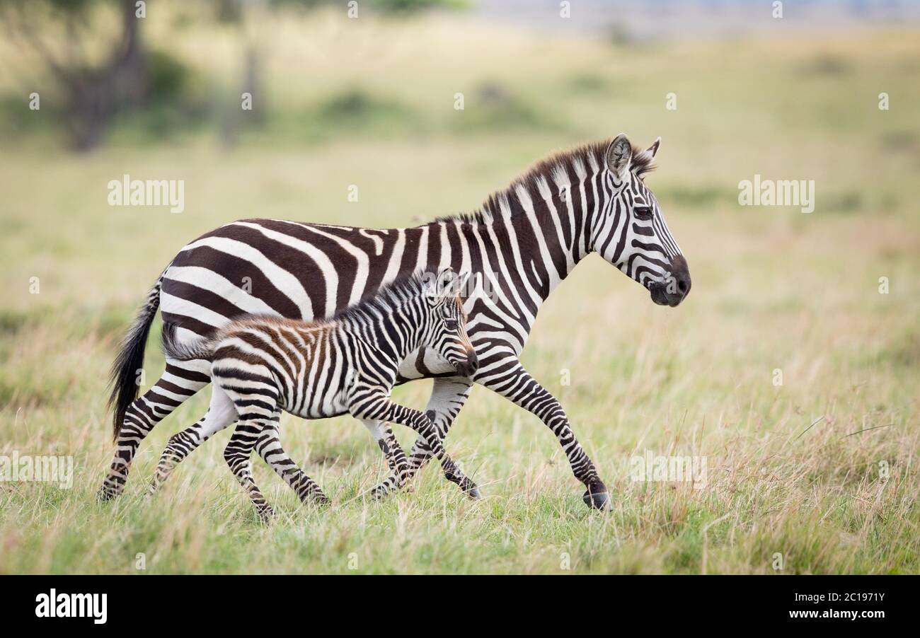 Baby Zebra Running Stockfotos Und Bilder Kaufen Alamy