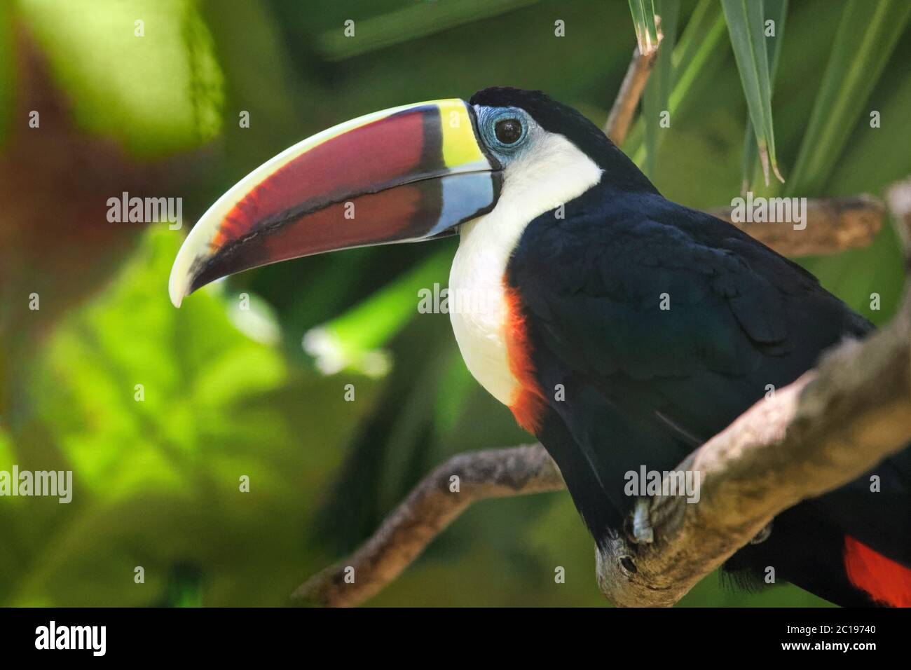 Weißkehliger Tukan - Ramphastos tucanus Stockfoto