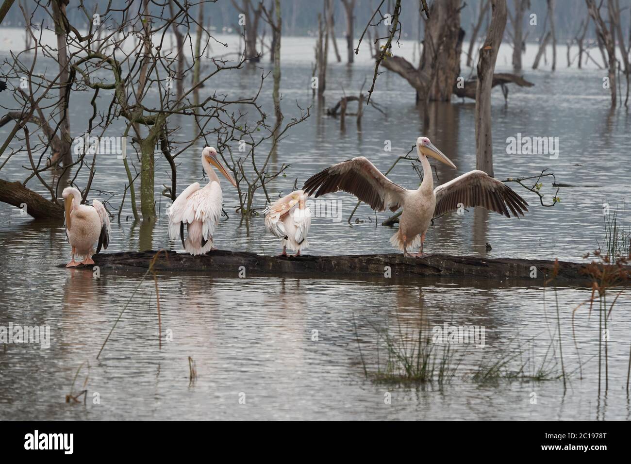 Großer weißer Pelikan Pelecanus onocrotalus auch bekannt als östlicher weißer Pelikan rosiger Pelikan oder weißer Pelikan Lake Africa Stockfoto