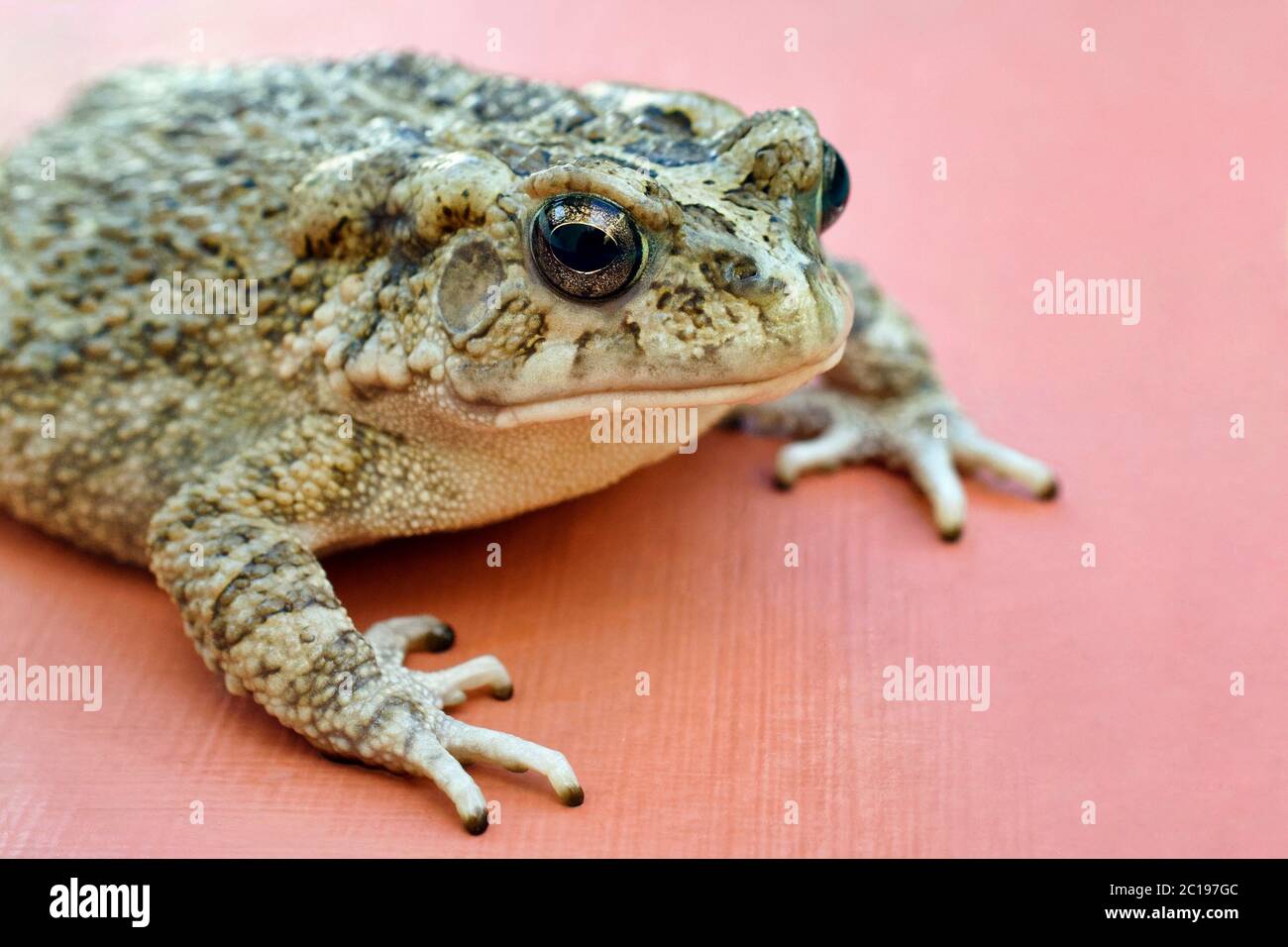 Kröte - Bufo gutturalis Stockfoto