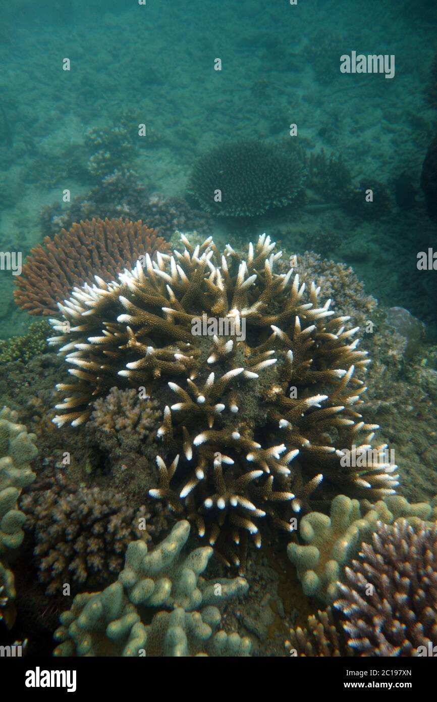 Detail der Acropora Korallenkolonie unter Wasser erholt von Bleichen, Great Barrier Reef, Queensland, Australien Stockfoto
