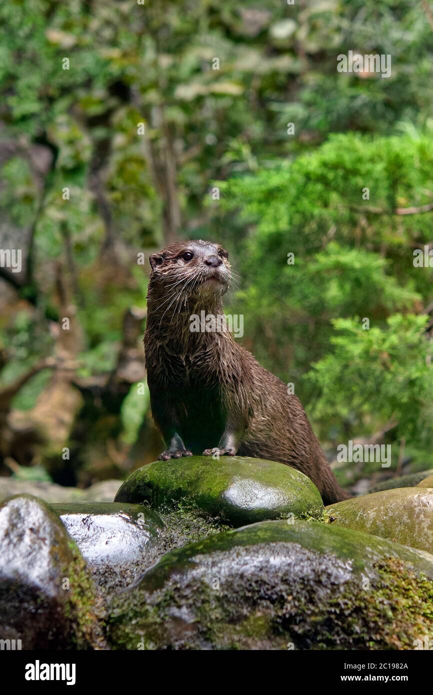 Fischotter - Lutra lutra Stockfoto